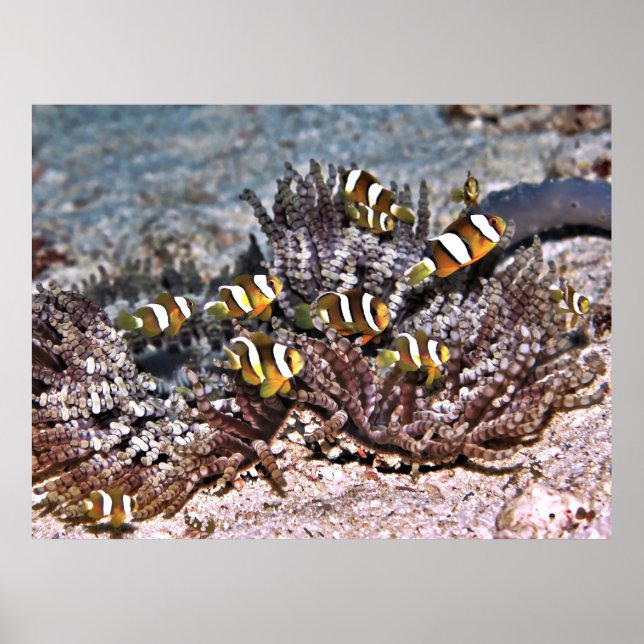 Clarke's Anenomefish Family Poster (Front)