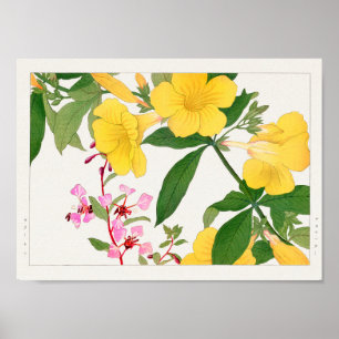 Clarkia, Allamanda by Tanigami Konan Poster