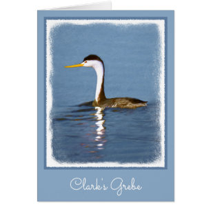 Clark's Grebe Painting - Original Bird Art