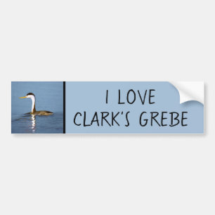 Clark's Grebe Painting - Original Bird Art Bumper Sticker