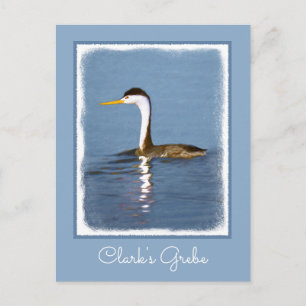 Clark's Grebe Painting - Original Bird Art Postcard