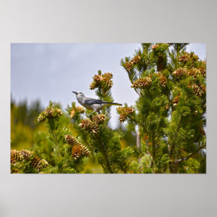 Clark's Nutcracker in Rocky Mountain National Park Poster