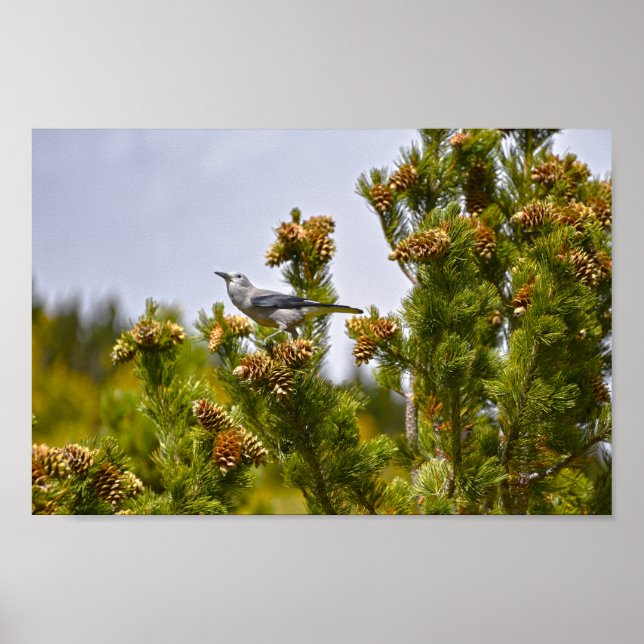 Clark's Nutcracker in Rocky Mountain National Park Poster (Front)