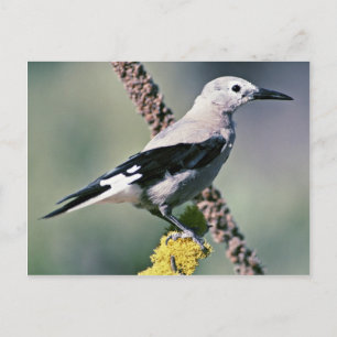 Clark's Nutcracker Postcard