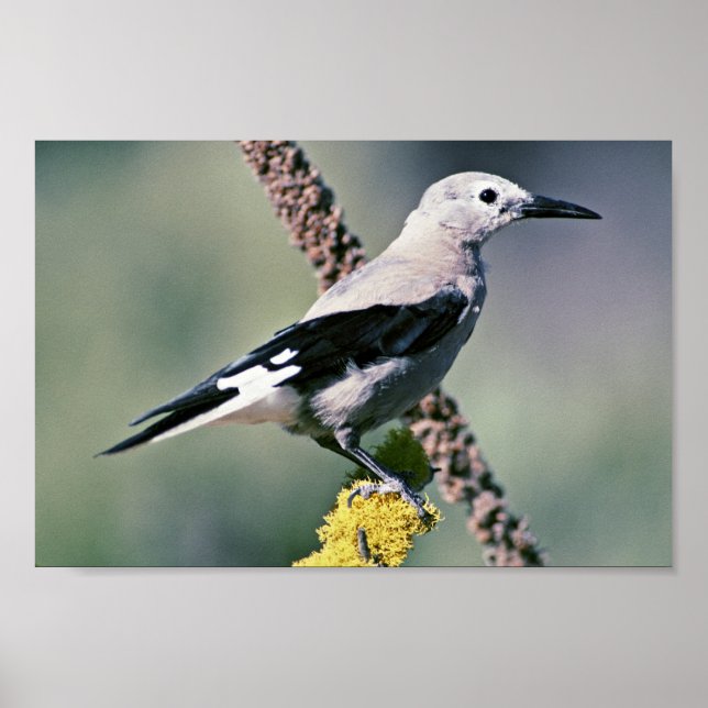 Clark's Nutcracker Poster (Front)