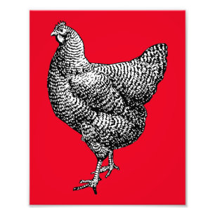Classic Barred Plymouth Rock Chicken Hen Photo Print