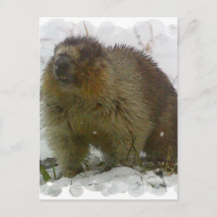 Classic Beavers Postcard