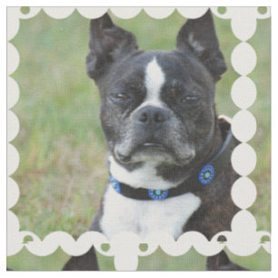 Classic Boston Terrier Dog Fabric