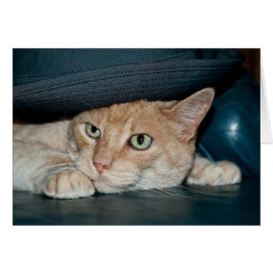 Classic Cool Cat