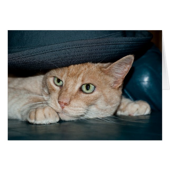 Classic Cool Cat (Front Horizontal)