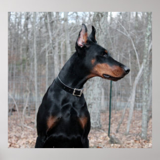 Classic Doberman picture Poster