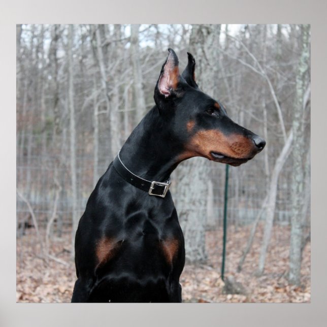 Classic Doberman picture Poster (Front)