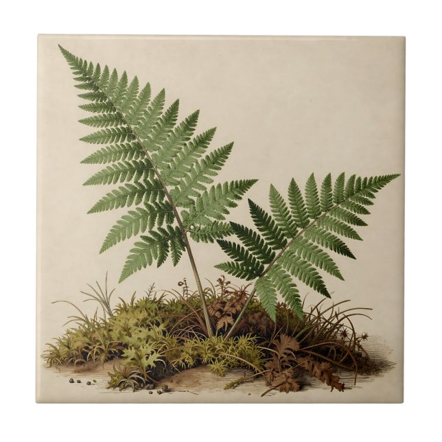 Classic Fern Botanical Ceramic Tile (Front)