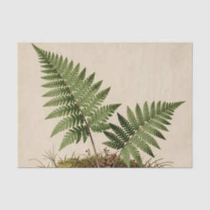 Classic Fern Botanical Tissue Paper
