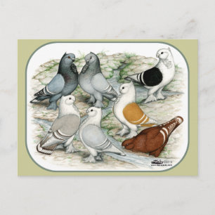Classic Frill Barred Pigeons Postcard