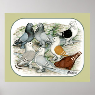 Classic Frill Barred Pigeons Poster