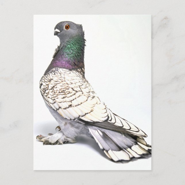 Classic Frill Pigeon Postcard (Front)