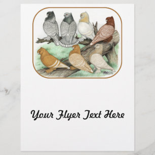 Classic Frill Pigeons Blondinettes Flyer