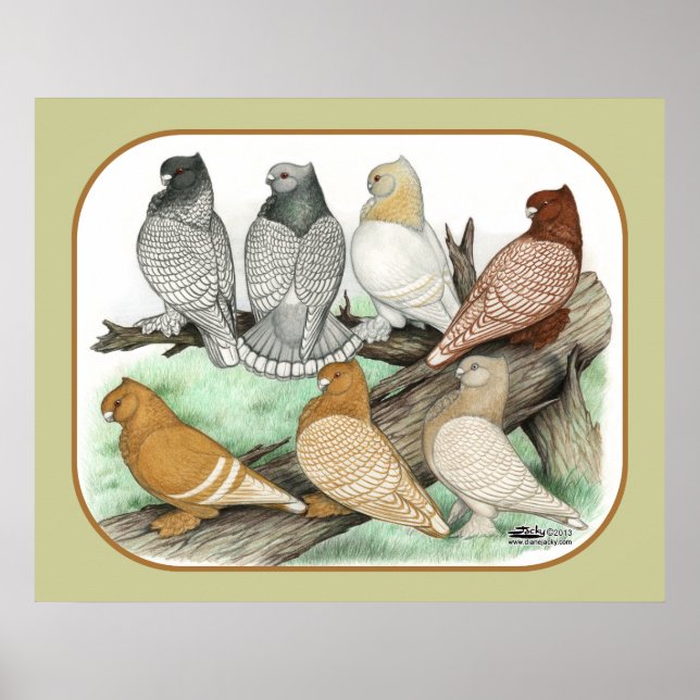 Classic Frill Pigeons Blondinettes Poster (Front)