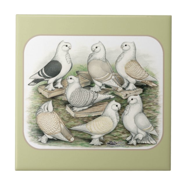Classic Frill Pigeons Satinettes Ceramic Tile (Front)