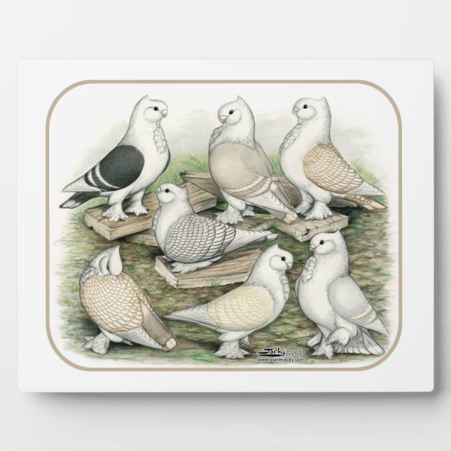 Classic Frill Pigeons Satinettes Plaque (Front)