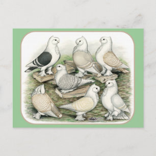 Classic Frill Pigeons Satinettes Postcard
