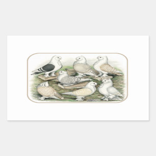Classic Frill Pigeons Satinettes Rectangular Sticker