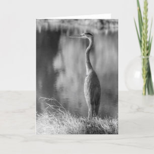 Classic Great Blue Heron Black & White Photography Card