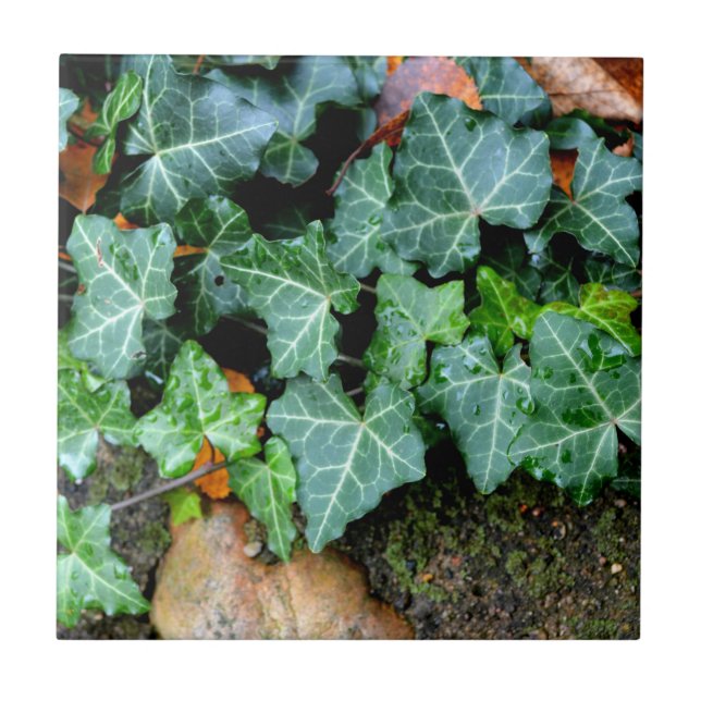 Classic green Ivy and field stone  Ceramic Tile (Front)