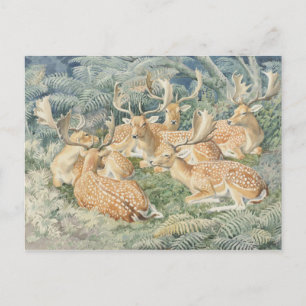 Classic Illustration Postcard