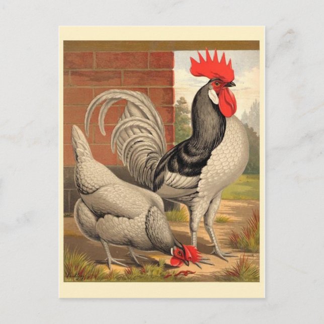 Classic Illustration Postcard (Front)