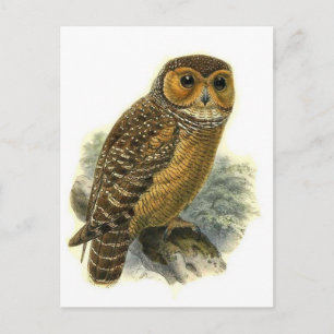 Classic Illustration Postcard