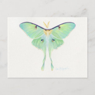 Classic Illustration Postcard