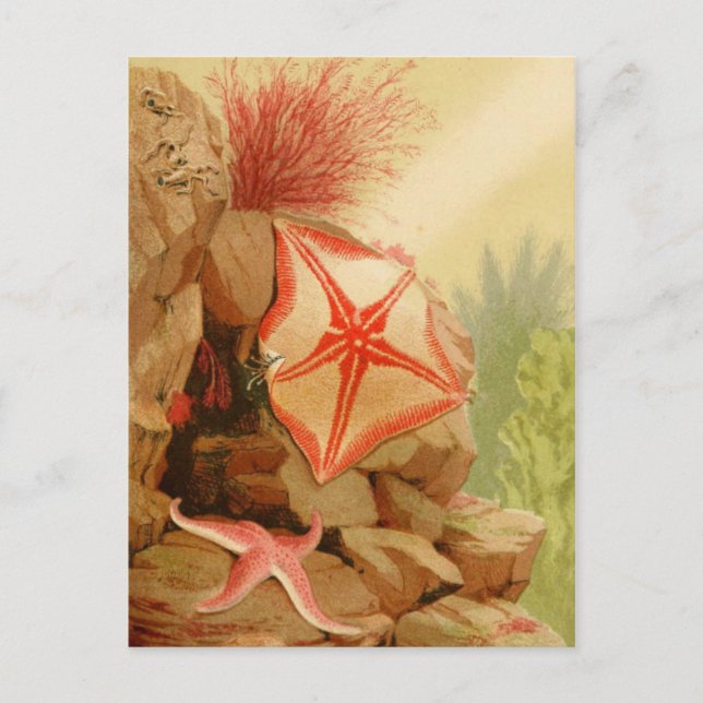 Classic Illustration Postcard (Front)