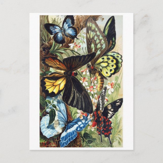 Classic Illustration Postcard (Front)