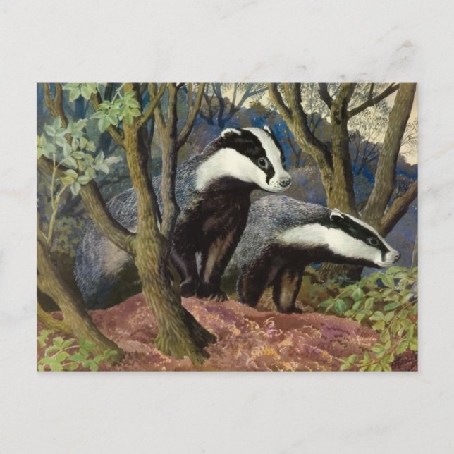 Classic Illustration Postcard (Front)