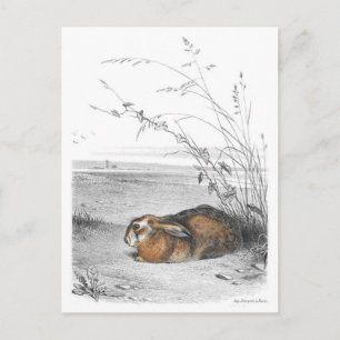 Classic Illustration Postcard