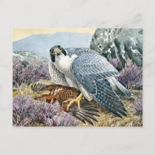 Classic Illustration Postcard