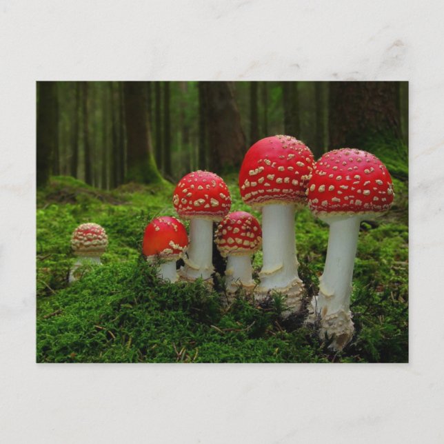 Classic Photo Postcard (Front)