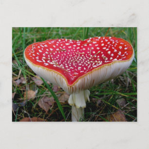 Classic Photo Postcard