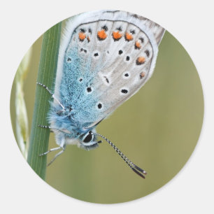 Classic Round Sticker