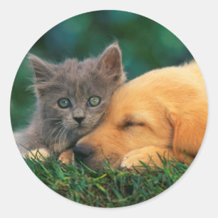 Classic Round Sticker, Glossy Cute cat and dog Classic Round Sticker