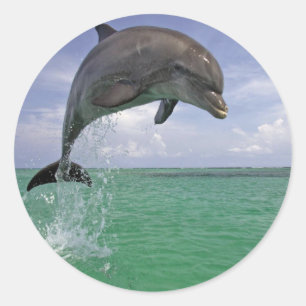 Classic Round Sticker, Glossy Dolphin in the wild Sticker