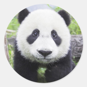 Classic Round Sticker, Glossy Panda Bear Sticker