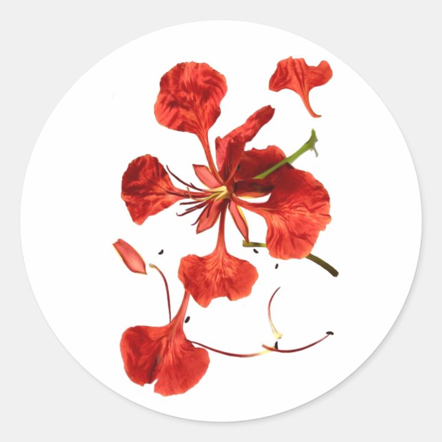Classic Round Sticker Royal Poinciana (Front)