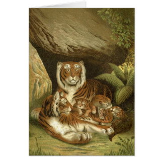 Classic Victorian Coloured Etching of Tigers