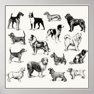 Classic Victorian Dog Lover's Vintage Breeds Poster