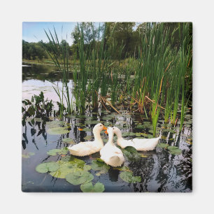 Classic white ducks on beautiful lake magnet