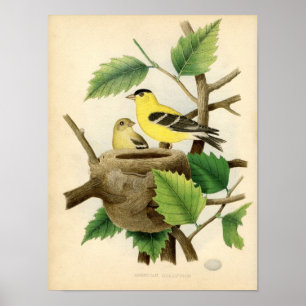 Classic Zoological Etching - American Goldfinch Poster