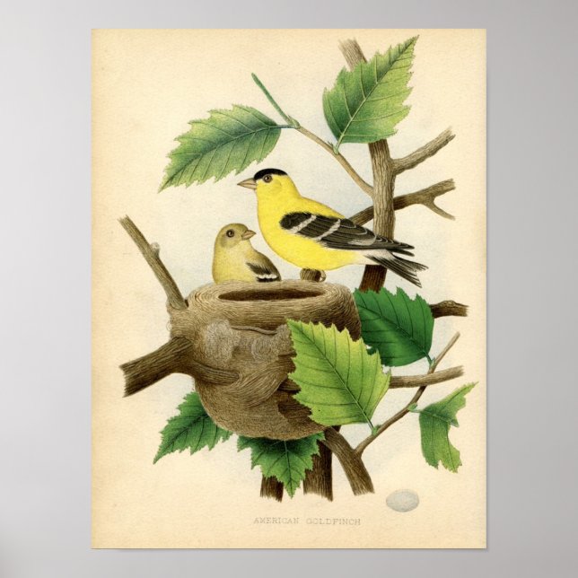 Classic Zoological Etching - American Goldfinch Poster (Front)